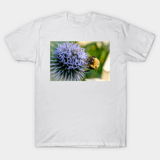 Small Globe Thistle With Bee 10 T-Shirt by Robert Alsop